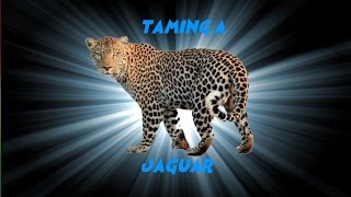 Taming A Jaguar Far Cry Primal Episode 1