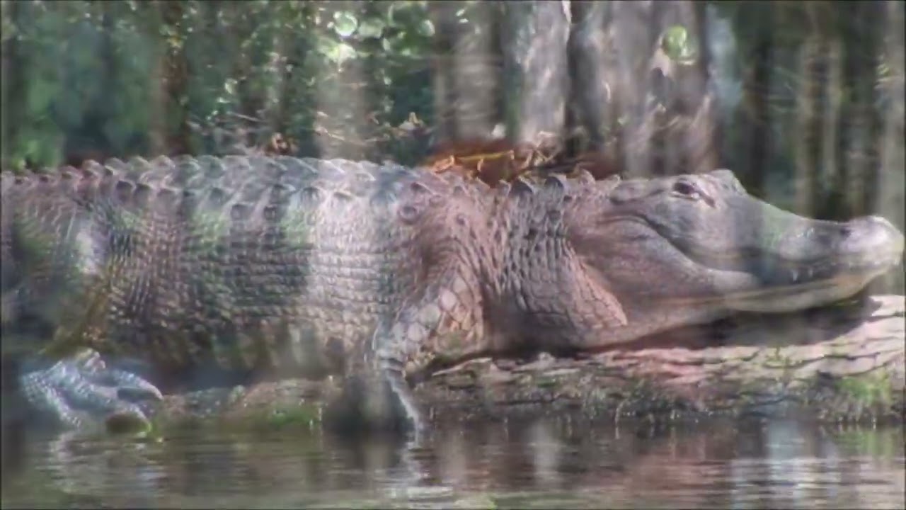 Miami 2023 – Travel Video | Flights, Hotels & Vacation Deals – Monde du Voyage