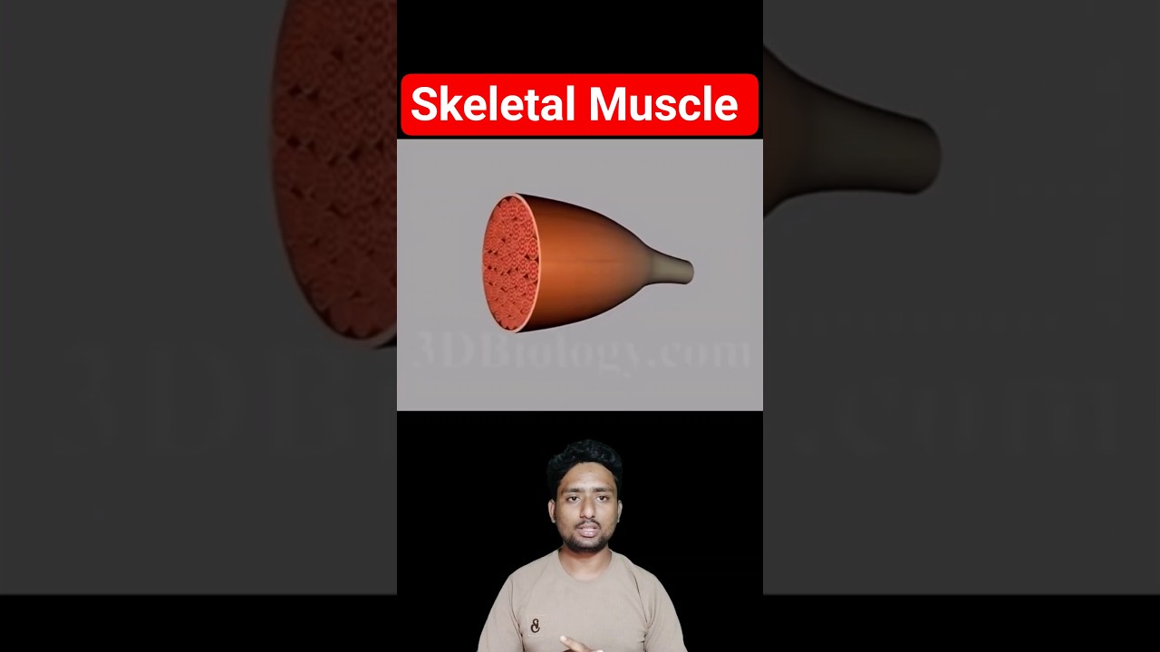 Skeletal Muscle Detailed 3D Animation Best Explain By Ubaid sir. 