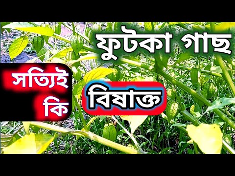 ভিডিও: বেরি গাছ কি বিষাক্ত?