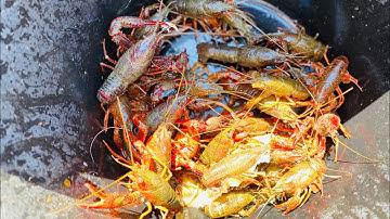 CR93 Vlog | Đi câu tôm Hùm đất ở Nhật | Cuộc sống Nhật Bản