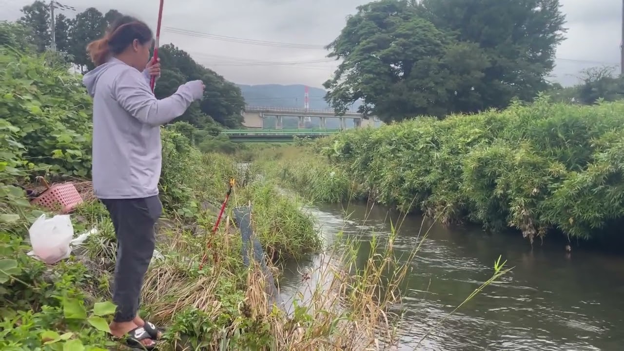 Shiga sweetfish fishing2025.8🇯🇵🇵🇭滋賀小鮎釣り