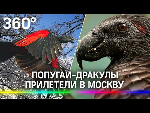 Попугаи-дракулы поселились в Москве, птиц устроили в Московском зоопарке