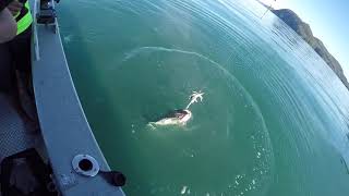 2018 Halibut Fishing Port of Wells - Prince William Sound - Alaska