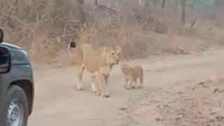 Lions sighted in Gir national park #junglesafari #girnationalpark #lion#safari#funny