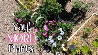 PLANT HAUL | Fruit Trees, Flowers, and More!