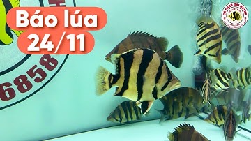 Báo lúa CÁ HỔ các loại ngày 24/11, gồm cá hổ Mekong, Sumatra và hổ Papua cho anh em #cacanhoaihuynh