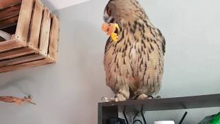 Peppy Chubby Uhooter Owl Yoll Taking A Walk In The Morning.