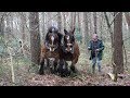 A team of 2 Belgian draft horses pull a long and heavy log