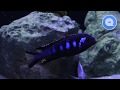 Aquariumvissen  malawi cichliden  elongatus chewere