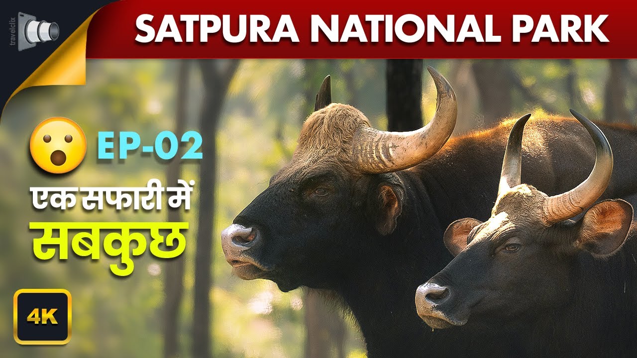 EP-2 All in one jungle safari sighting, Satpura National Park