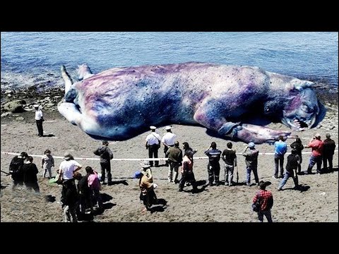 Video: Yarımadadaki Köy