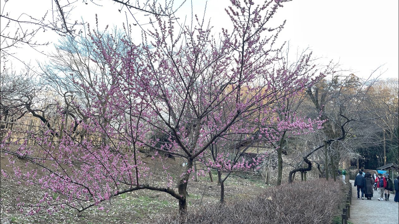 Plum blossoms in full bloom! A one-day trip to Mito to visit Kairakuen.