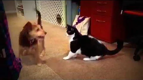 Rescue Dog Tries Again