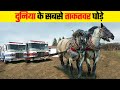 दुनिया के सबसे ताकतवर घोड़े । Most Powerful Horses In The World