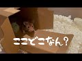 【かわいい】めずらしい？ハムスターをお迎えしました