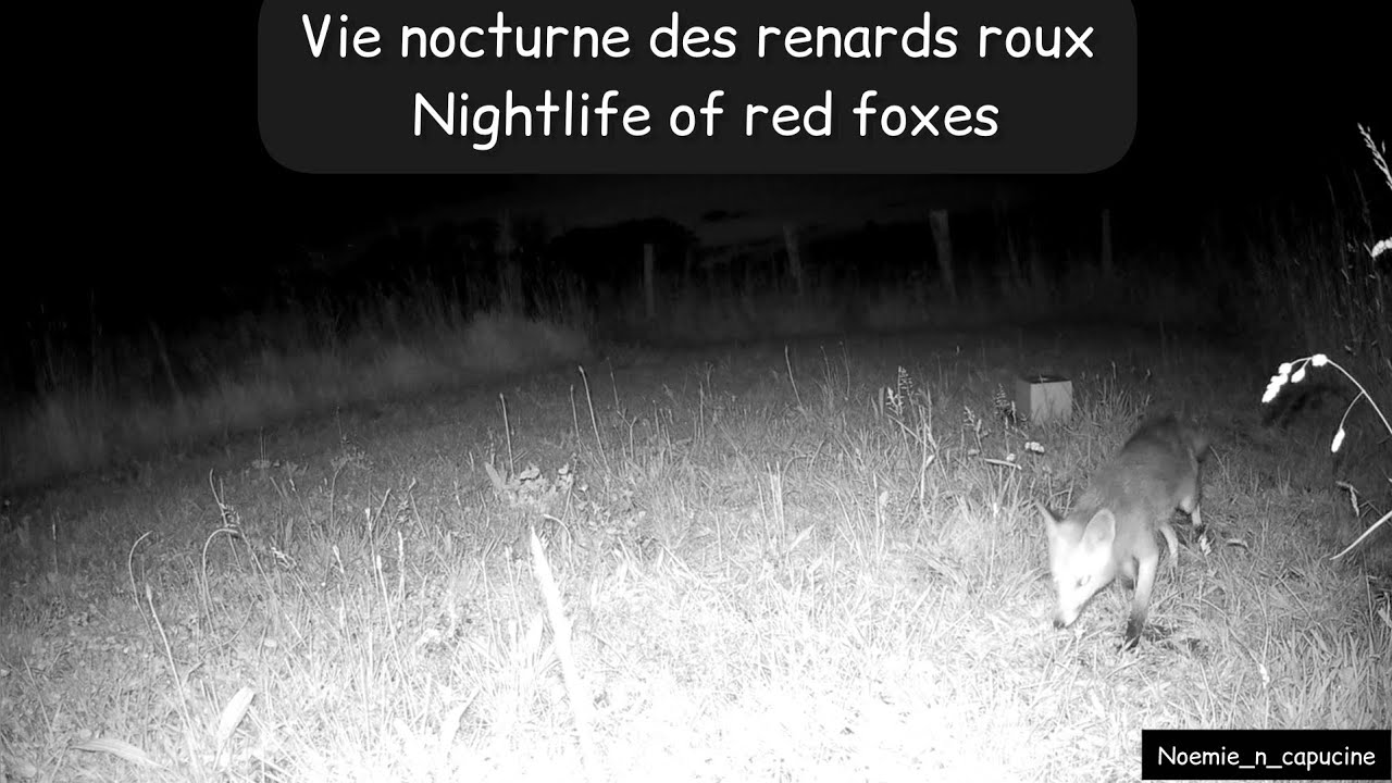 Vie nocturne des renards roux / Nightlife of red foxes