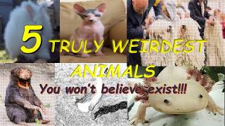5 Weirdest Animals You Wont believe Exist / Surprising