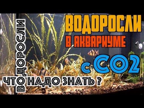Водоросли в аквариуме | Почему водоросли в аквариуме | Как избавиться от водорослей в аквариуме