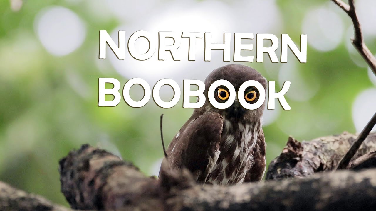 Northern Boobook at daytime