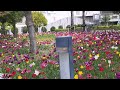 2022年4月11日(月)お台場のチューリップがとても綺麗です。