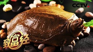 《致富经》恩爱夫妻 玩着把钱赚 20180827 | CCTV农业