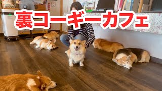 【初公開】コーギーカフェの裏の顔　The back face of the Corgi Cafe.