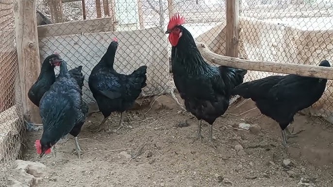 Faqat porno video tomosha qiling