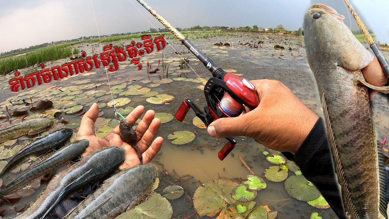 បបក់ត្រីនៅជ្រោយសំរោយ ខេត្តតាកែវ ខាំឡើងផ្ទុះទឹក|| Big Strike Top water snakehead Fish