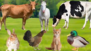 Beautiful Farm Animals: Goat, Horse, Cow, Cat, Duck, Sheep, Rabbit – Animal Sounds in Nature