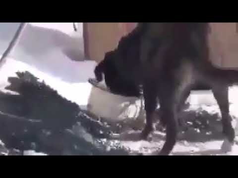 Psikopat köpek yemek yerken kendi ayağıyla kavga ediyor