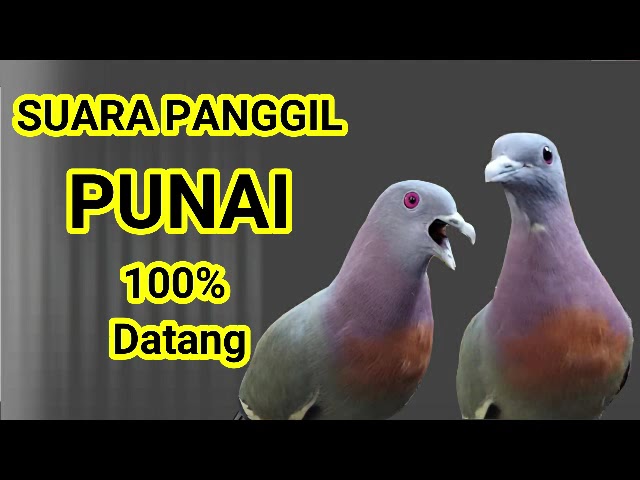 Suara pikat punai ampuh banget, untuk panggil punai liar,green pigeon,bird sound,pigeon class=