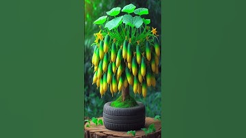 🌿🥒How to Grow a Lot of Cucumbers in Small Space or Pots