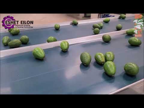 ESHET EILON - Avocado sorting and packing equipment