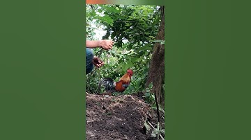 gà rừng mã vàng đi nương và được thẳng vào rừng tự nhiên.qaib qus daj zoo mus ua teb lom zem kaws