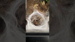 Tliltocatl albopilosus preparing for an egg sac #tarantula #tarantulakeeper #tarantulasoftheworld