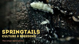 Springtails culture and breeding for terrariums and vivariums