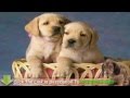 Professional Dog Training - The Easy Road in Dog Obedience Training Professional Dog Training - The Easy Road in Dog Obedience Training