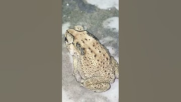 #Short con cóc là cậu ông trời | hãy nghe cóc gọi là trời mưa.