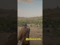 When you master hunting in RDR2 #reddeadredemption2 #gaming #rockstargames #reddead #undeadnightmare