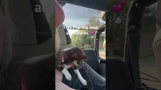 2 pound chihuahua’s first Jeep wrangler ride.