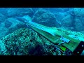 Fish Stalking Prey is Completely Unaware that it is Hunted |Spearfishing Life 🇬🇷