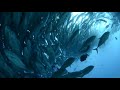 TUNA TORNADO - Huge Swarm of Jack Fish Dwarf Scuba Diver