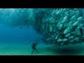 Tuna tornado  huge swarm of jack fish dwarf scuba diver