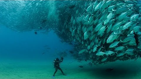 TUNA TORNADO - Huge Swarm of Jack Fish Dwarf Scuba...