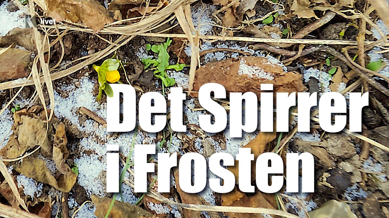 Januar i Majbritts Have: Frost, Forårstegn og Vinterværksted