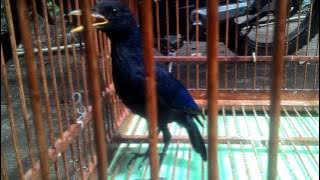 Ciung batu besar jinak,sehat,.