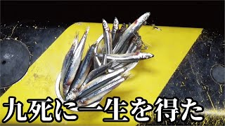【大漁注意】夜の堤防でエレベーターのキビナゴ仕掛けに九死に一生を得る生物が釣れた！