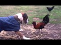 Dog versus rooster!