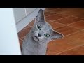 ПРИКОЛЫ С ЖИВОТНЫМИ ДО СЛЕЗ / Смешные КОТЫ 2021 / Приколы с КОТАМИ / Funny ANIMALS video #66